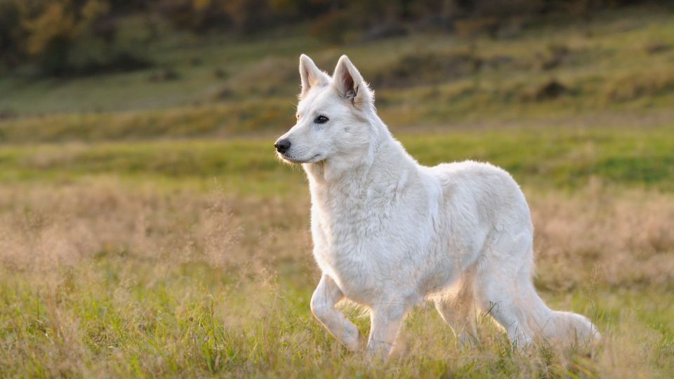 White Swiss Shepherd Dog